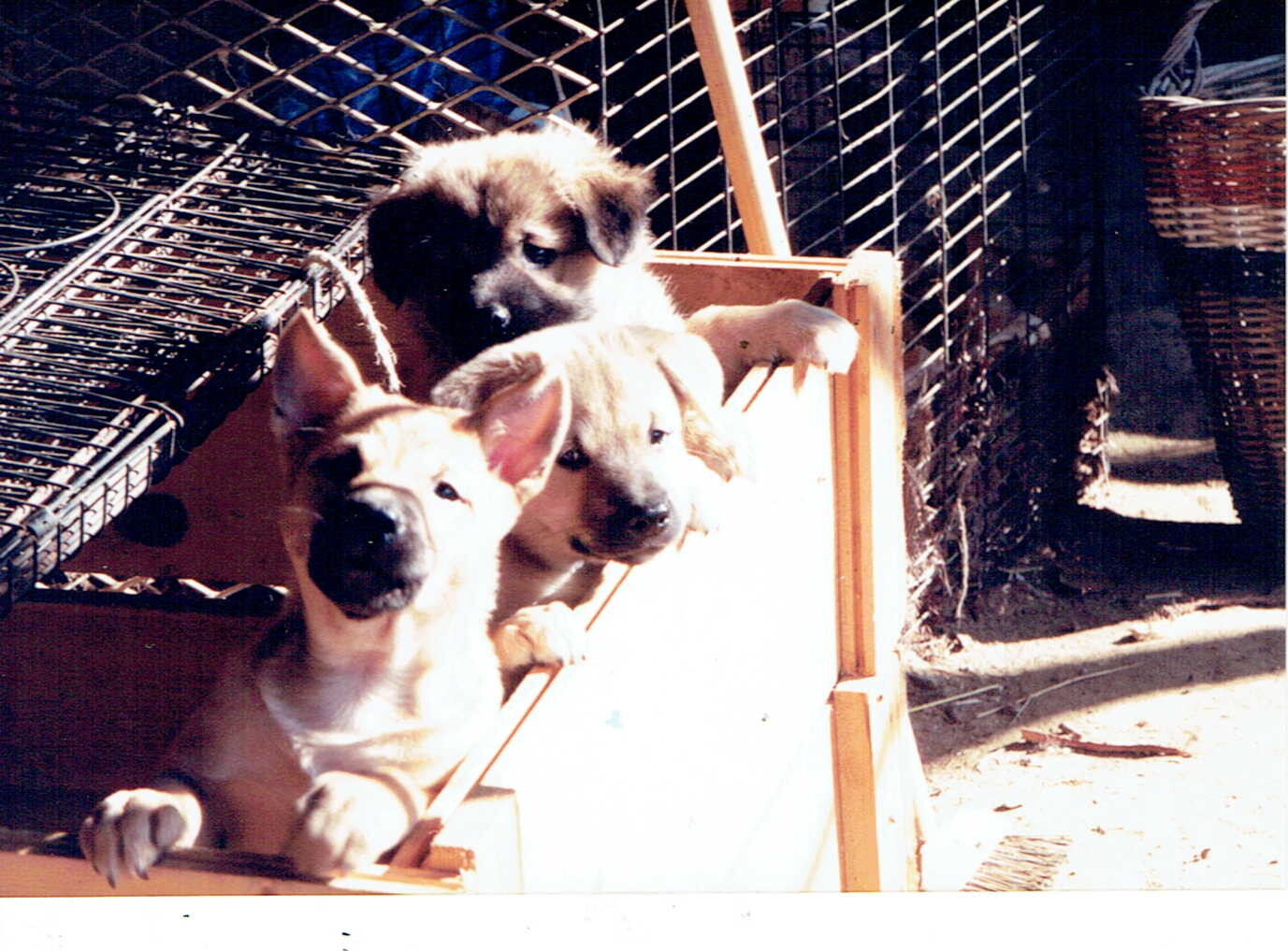 鼻黒茶色の子犬たち