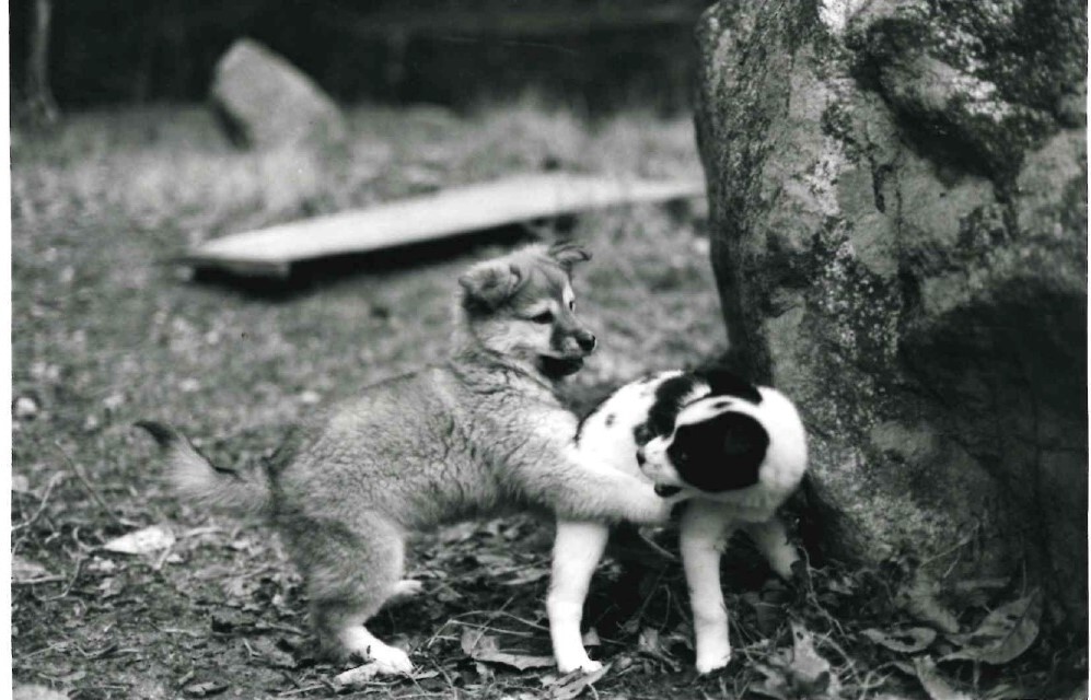 写真（1枚のみ）