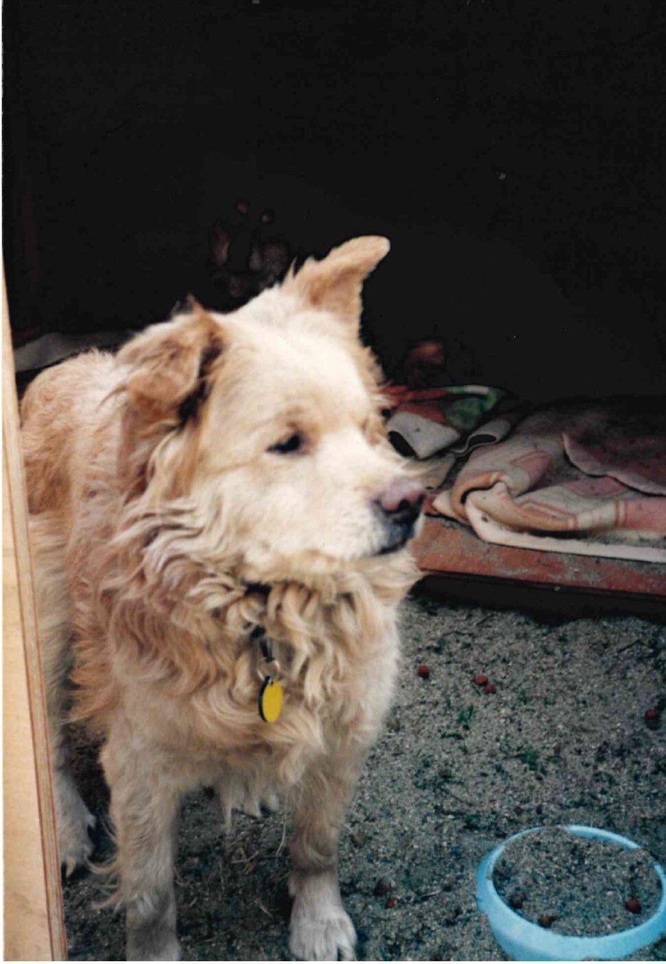 ふわふわベージュ色の雑種