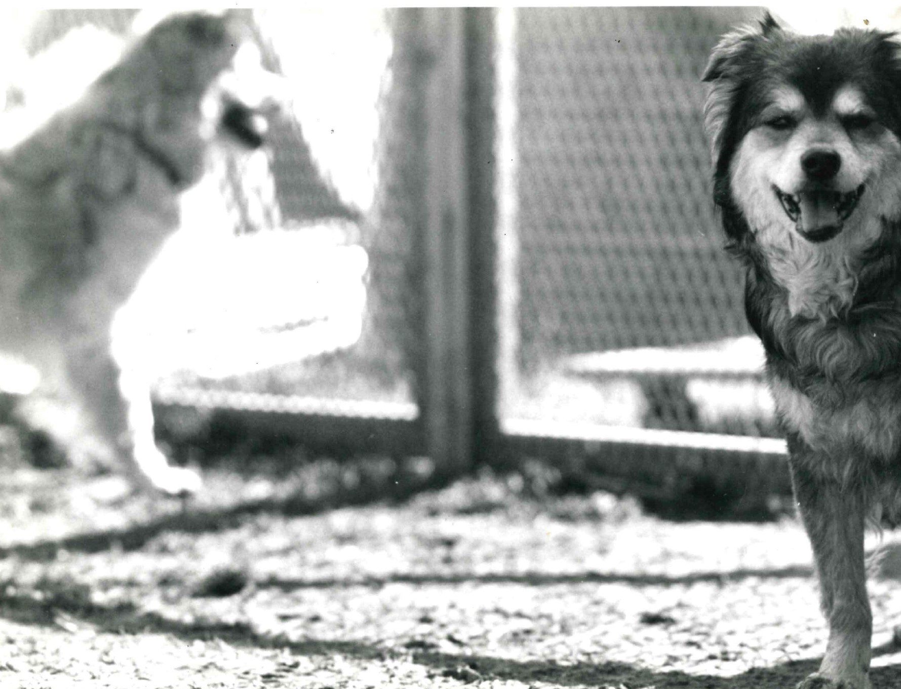 黒白茶色の雑種