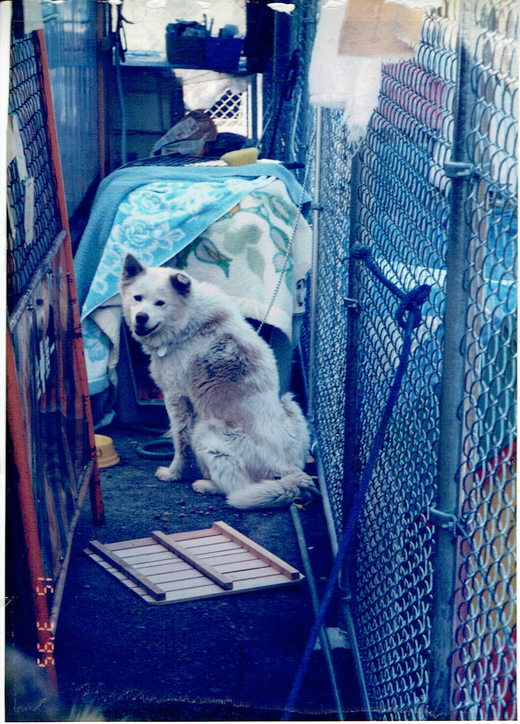 ふわふわ毛の白と茶色の雑種