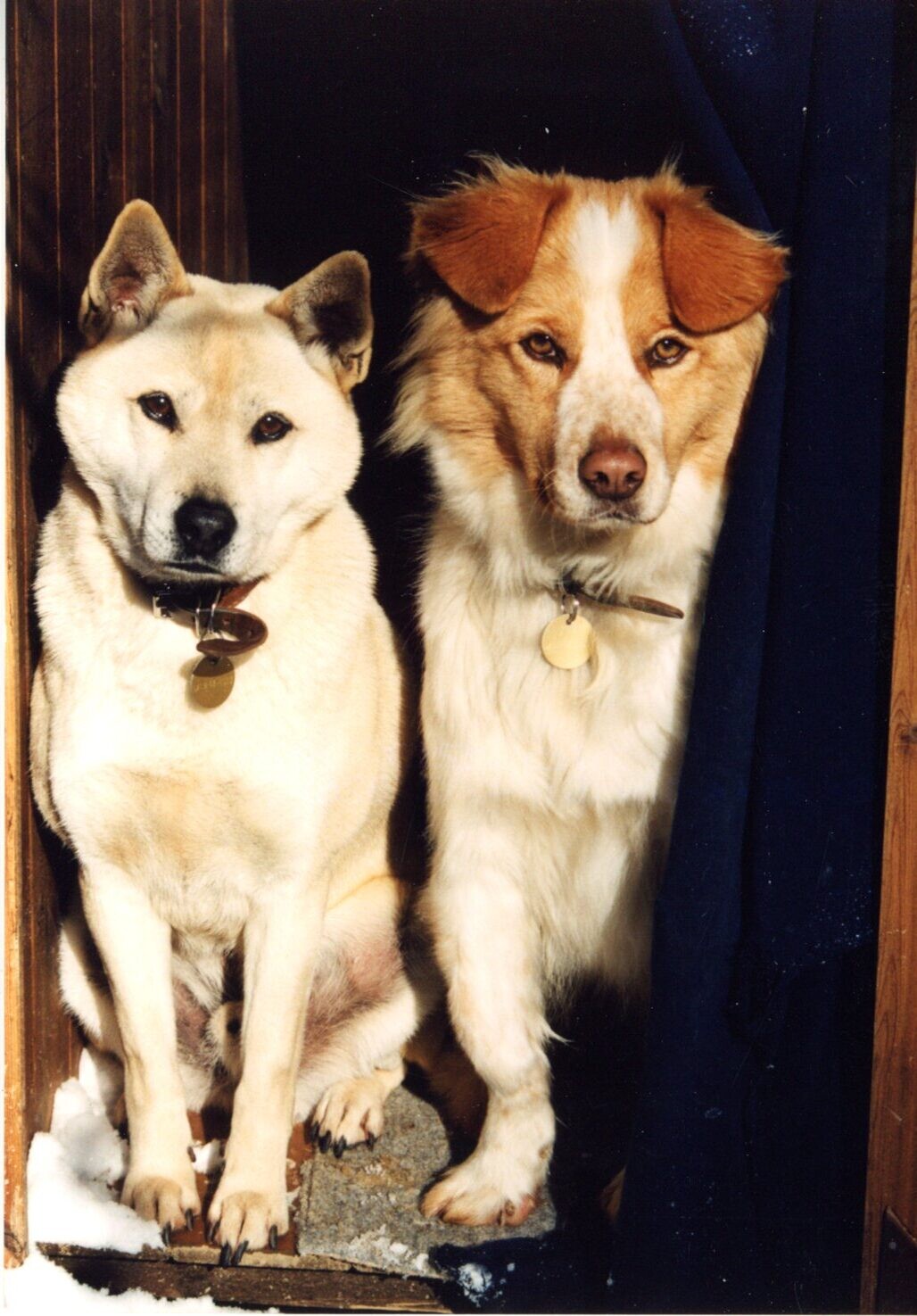 1991年冬の犬たち