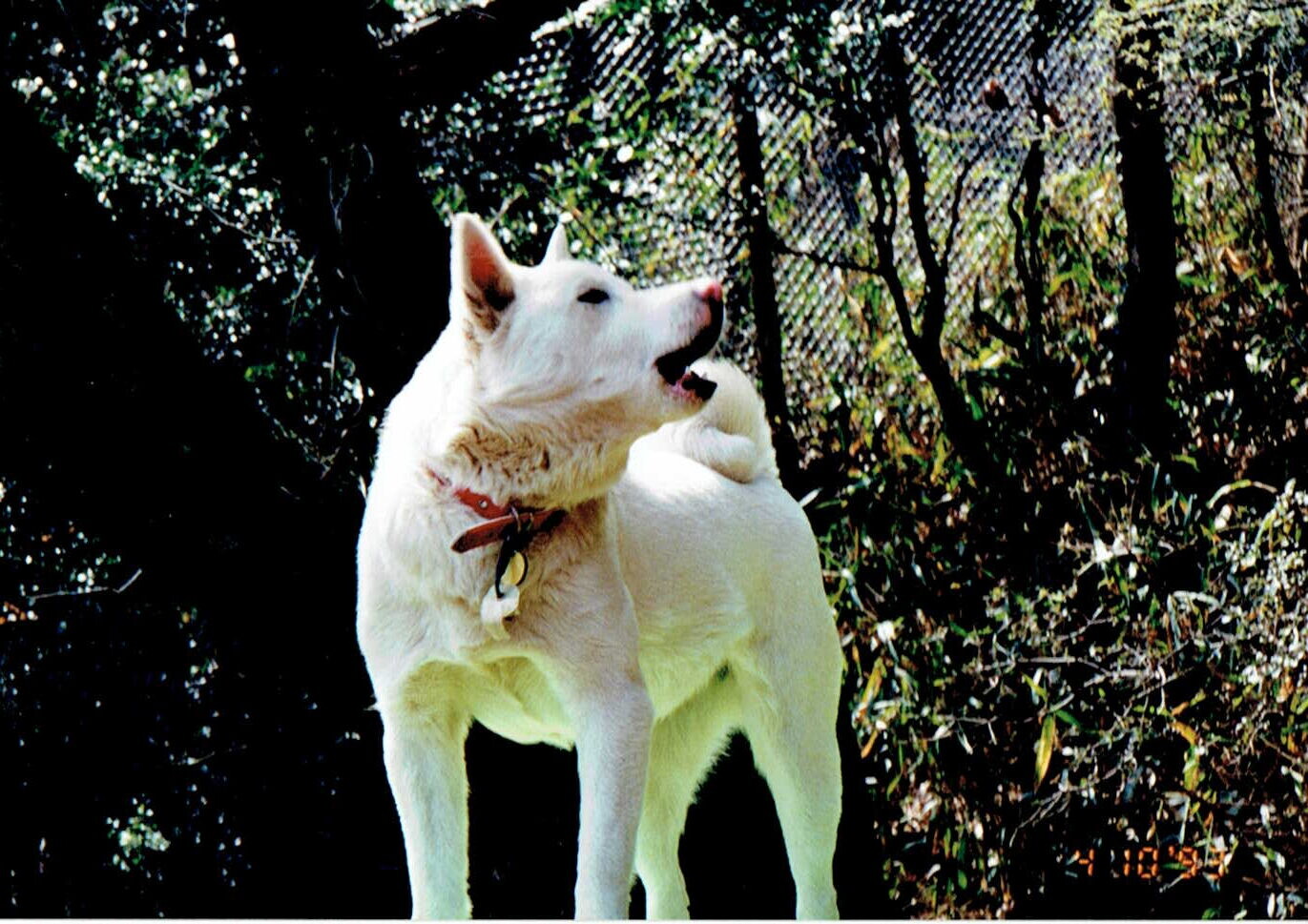 1993年4月の犬たち