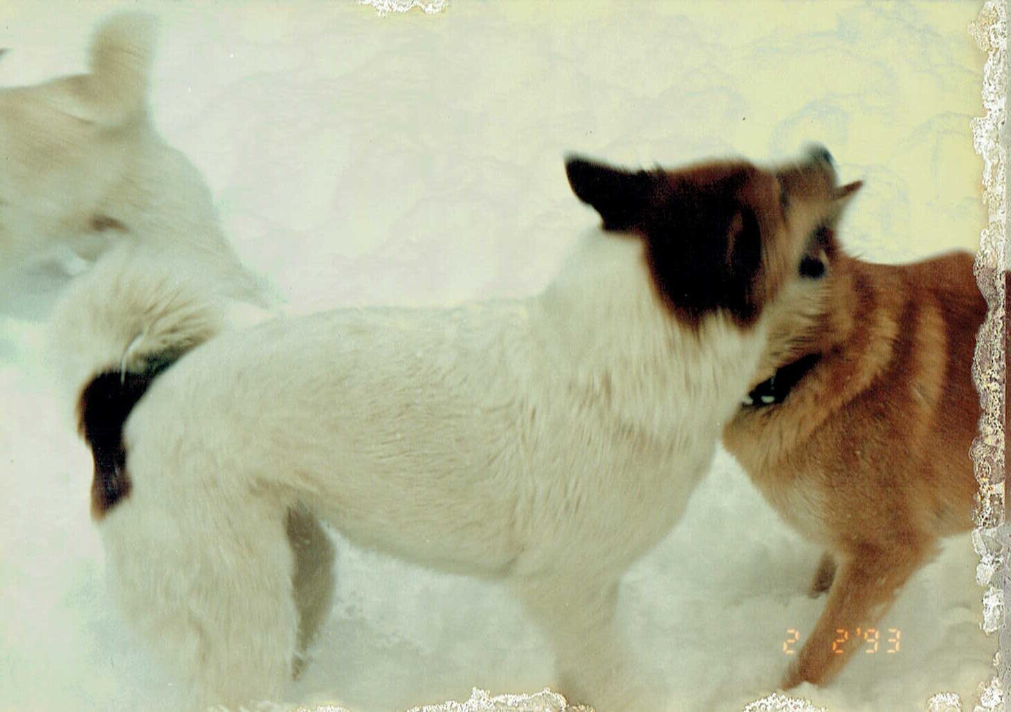 1993年冬の犬たち