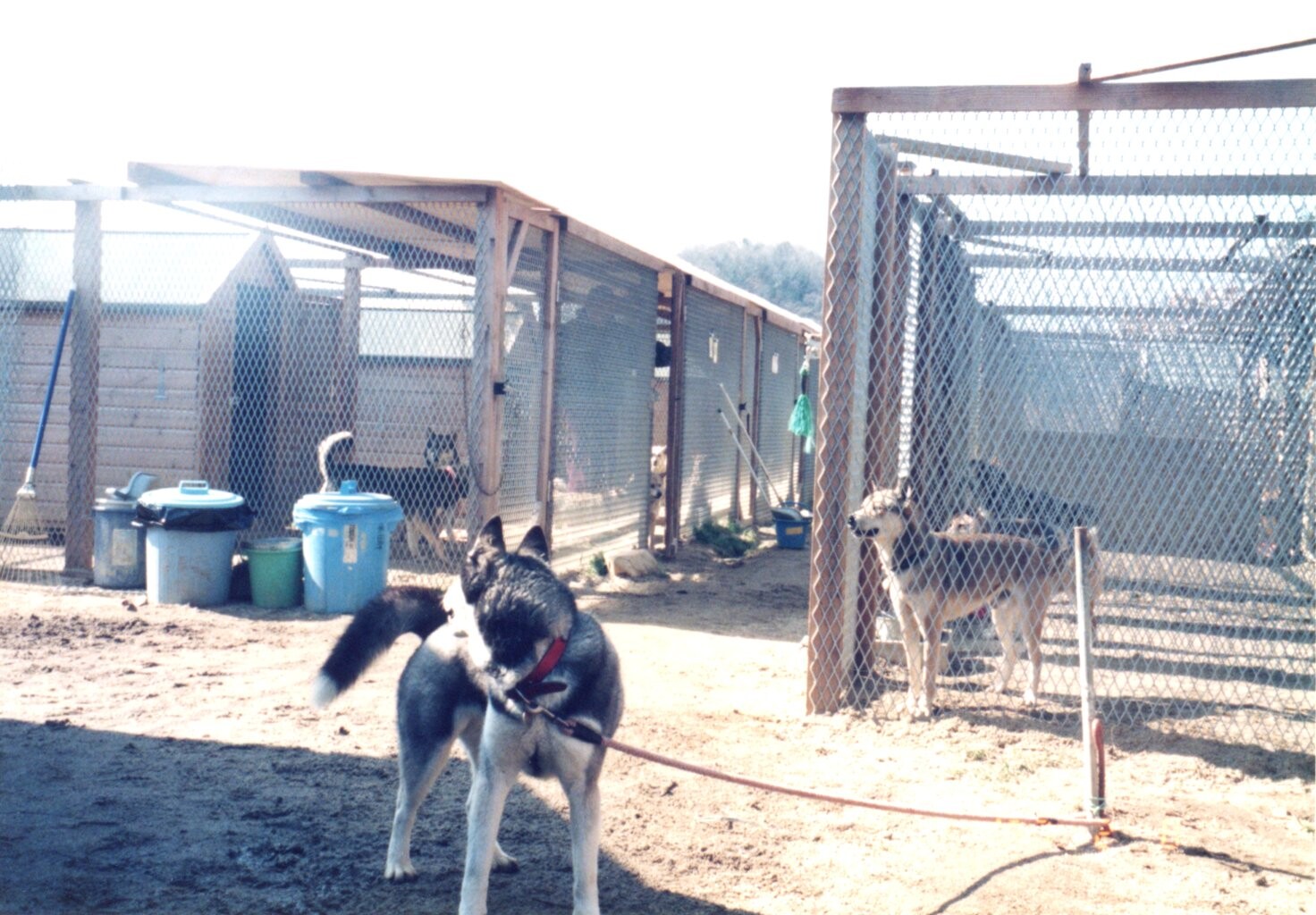 1997年冬の犬たち