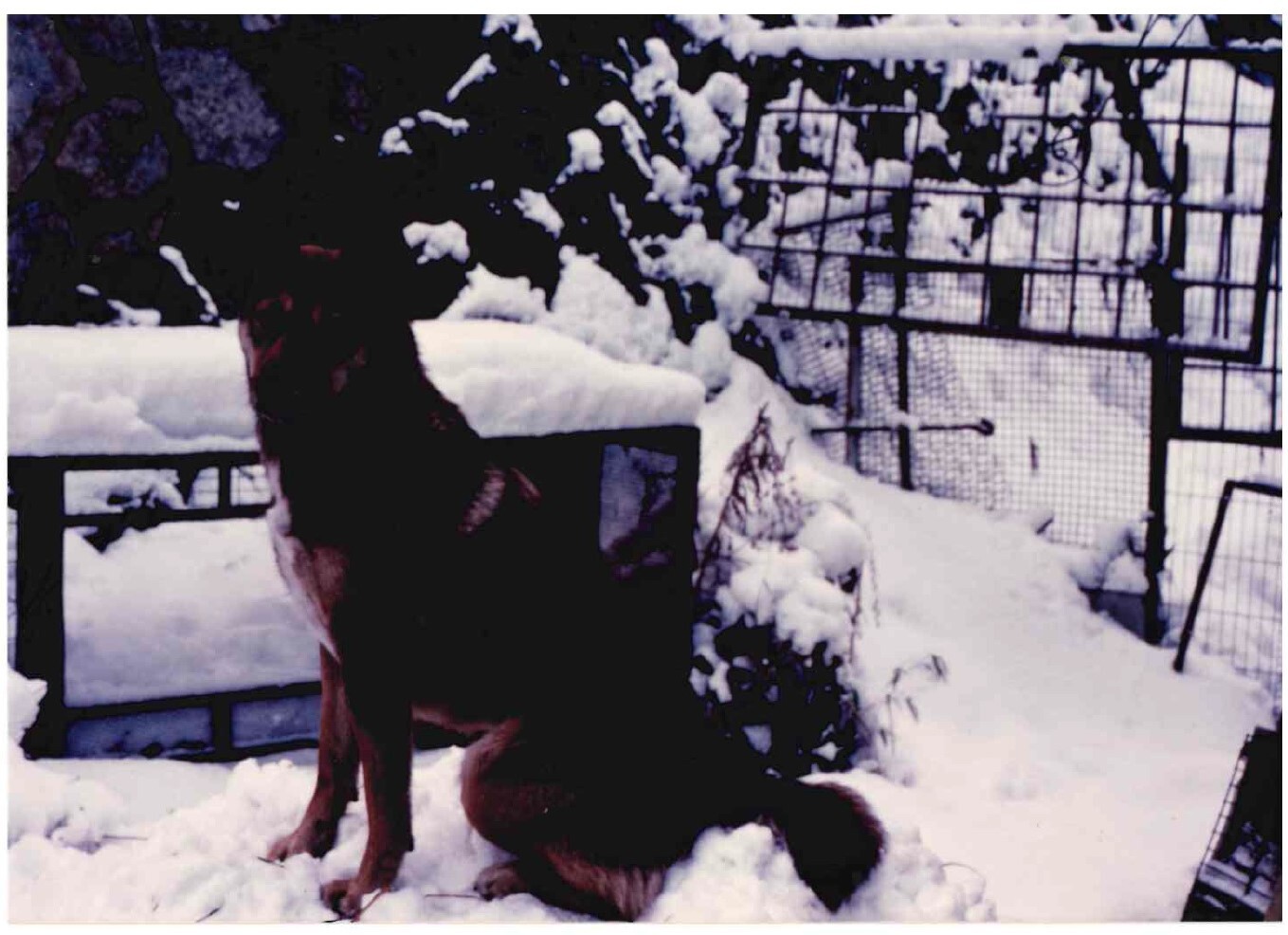 雪の中の犬たち（年度不明）
