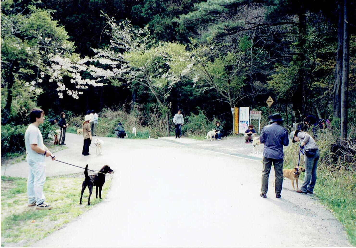 ドッグスクール