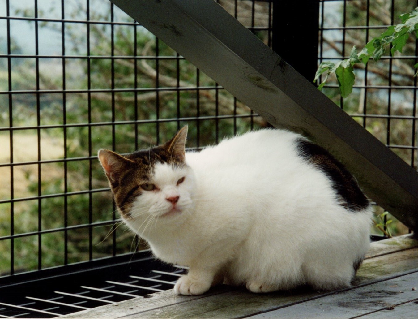 バグパス