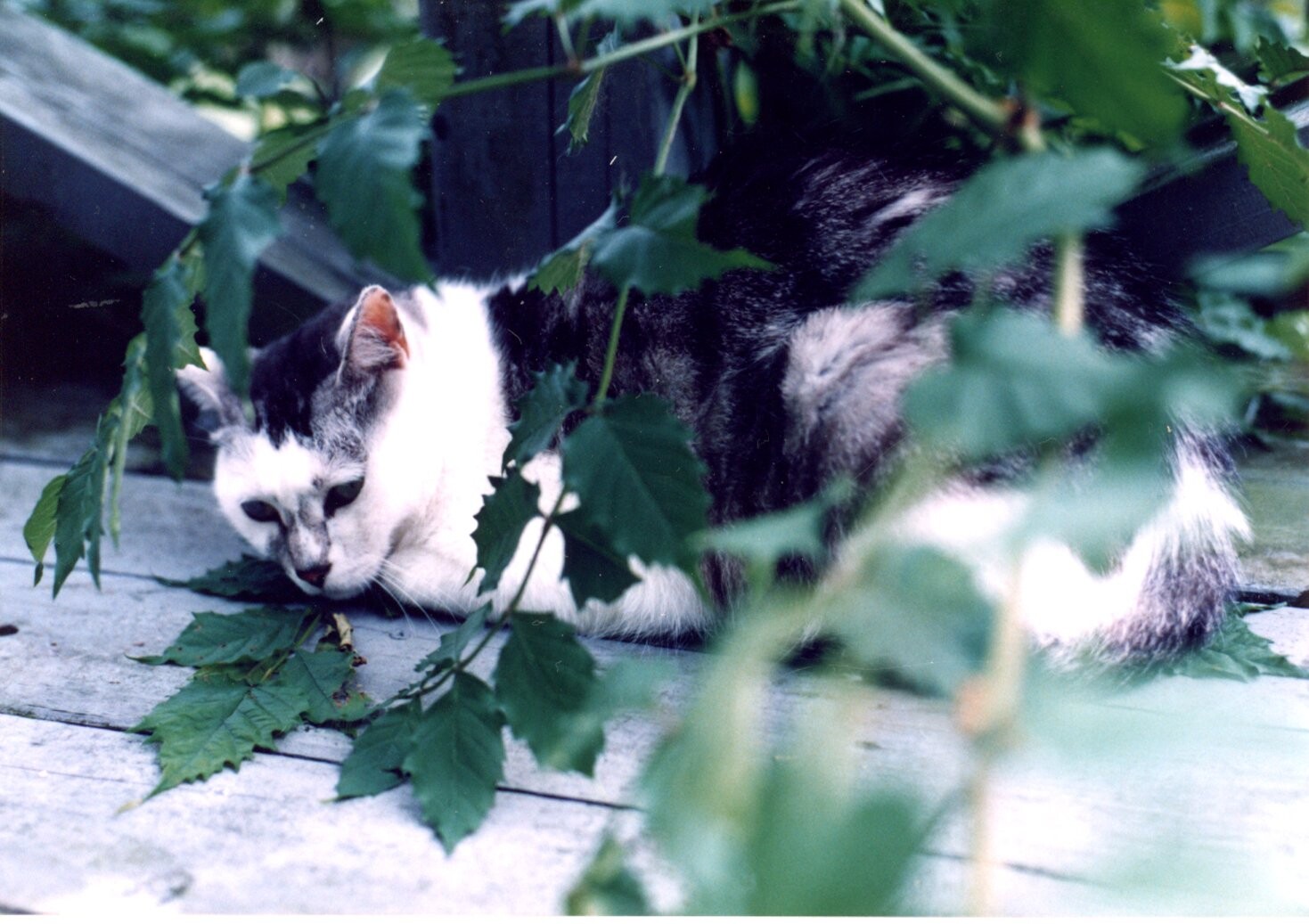 ディンドン