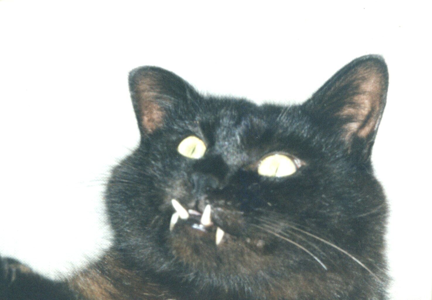 フォクシー・ブラウン