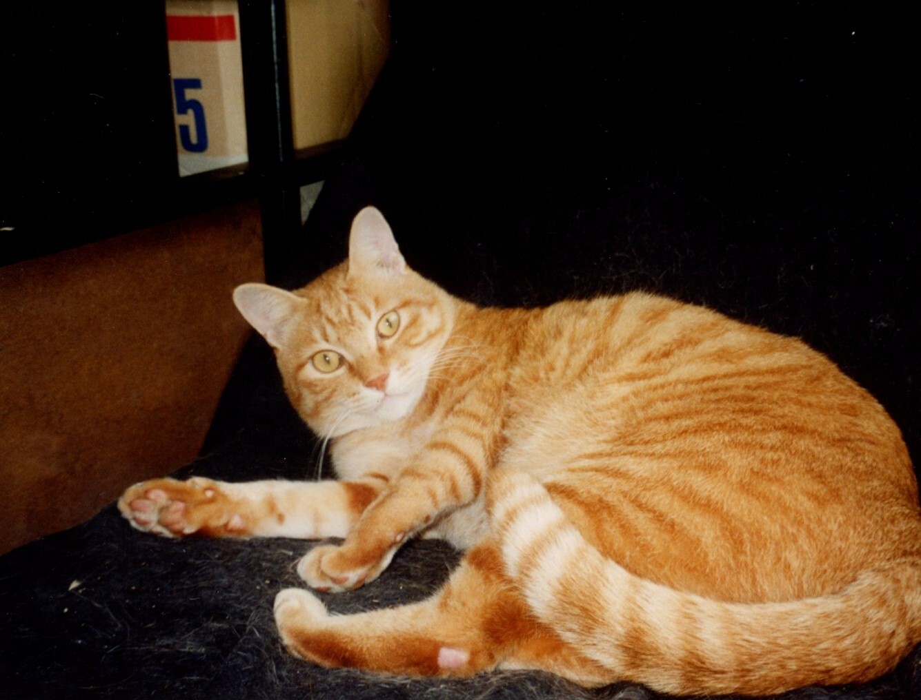 ジンジャー