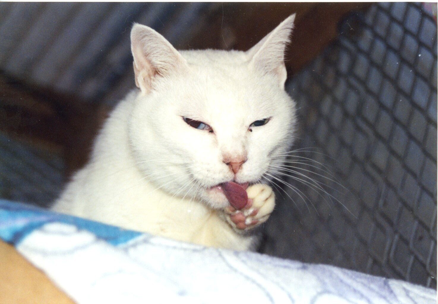 スクウィーク 1