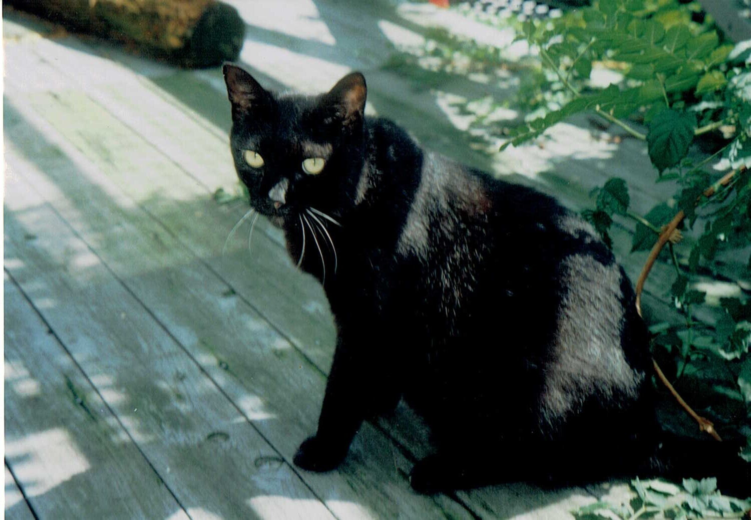 白い模様が入った黒