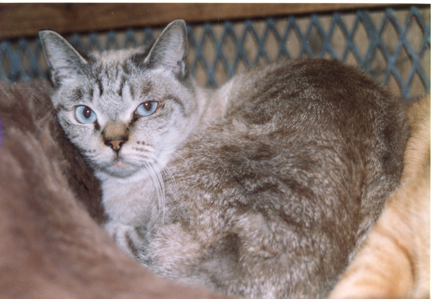 青い眼をしたサバトラ