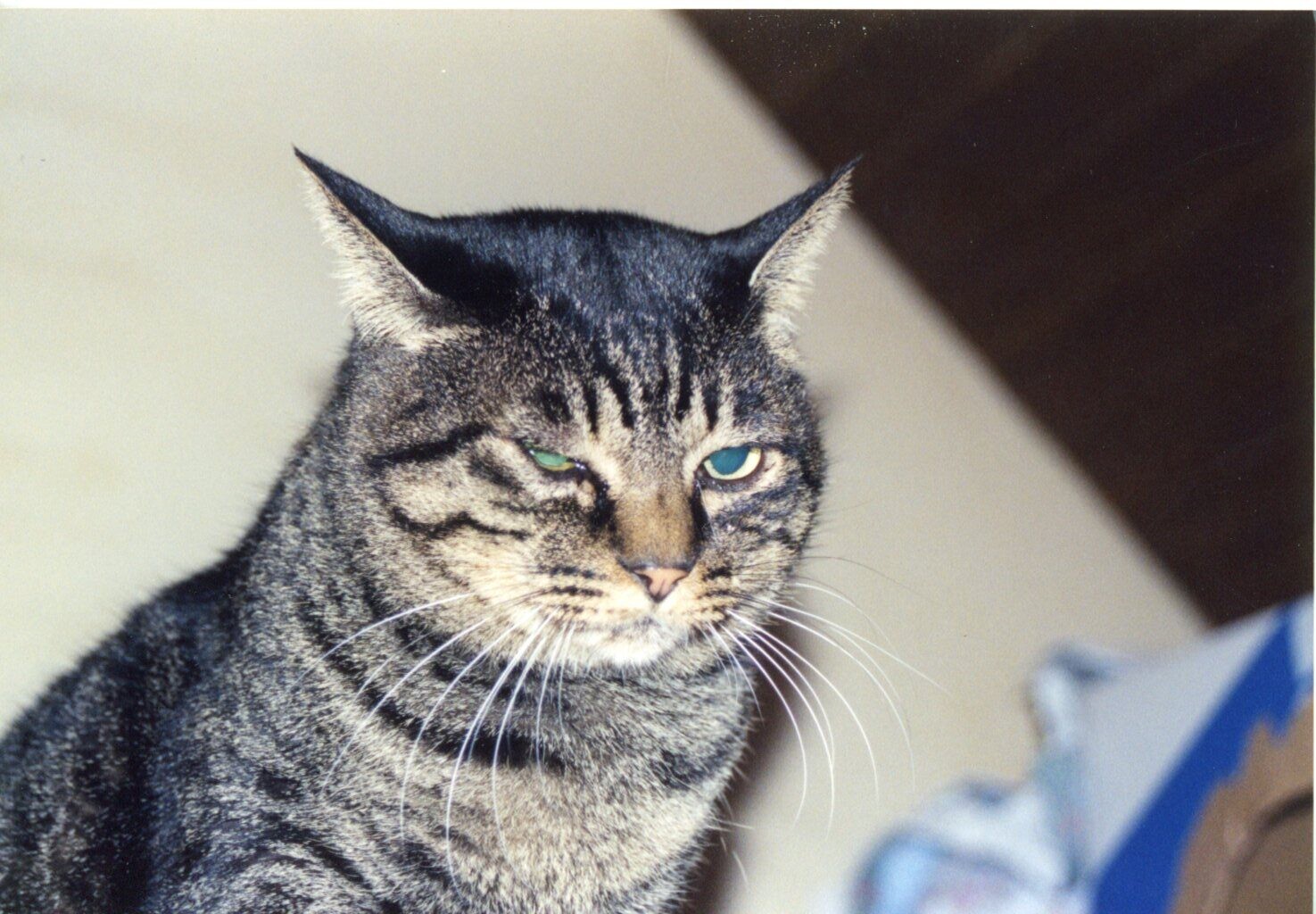 眼が悪いキジトラ