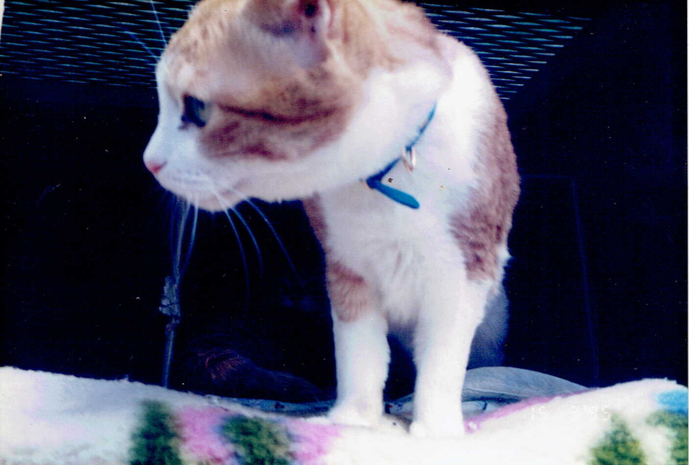 Orang Tabby and White