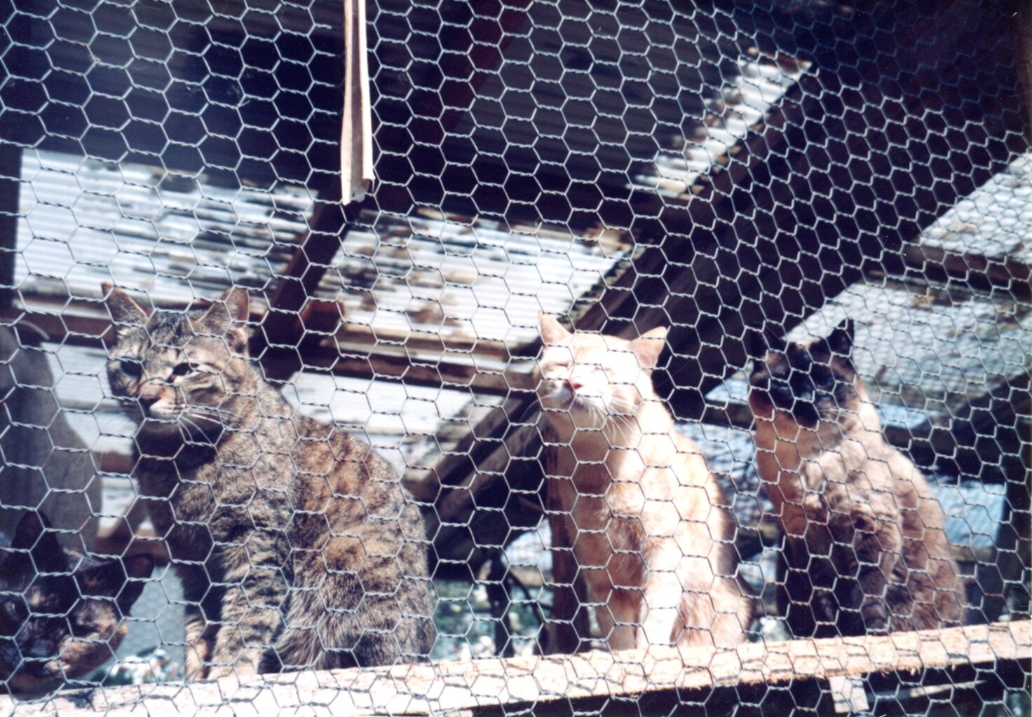 キジトラ・茶トラ・シャム