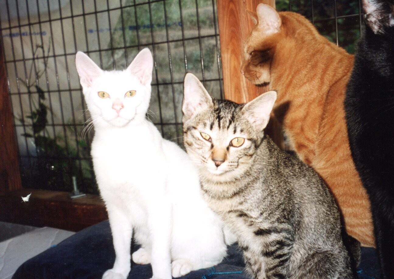 キジトラ・茶トラ・白