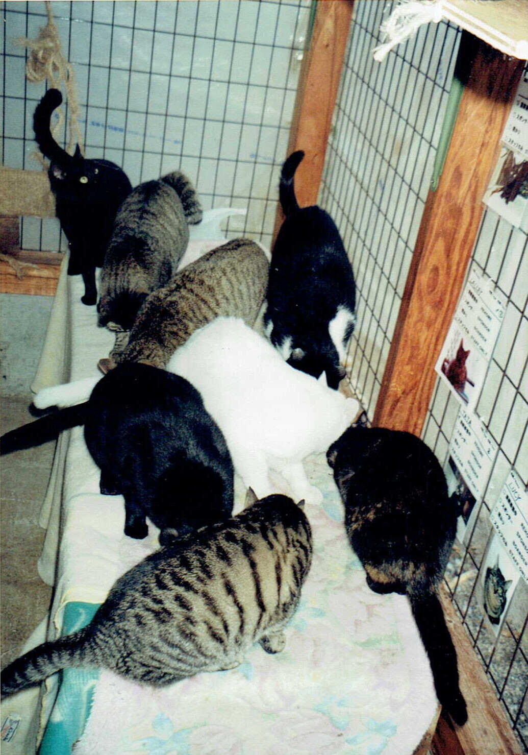 白・黒・キジトラ・白黒