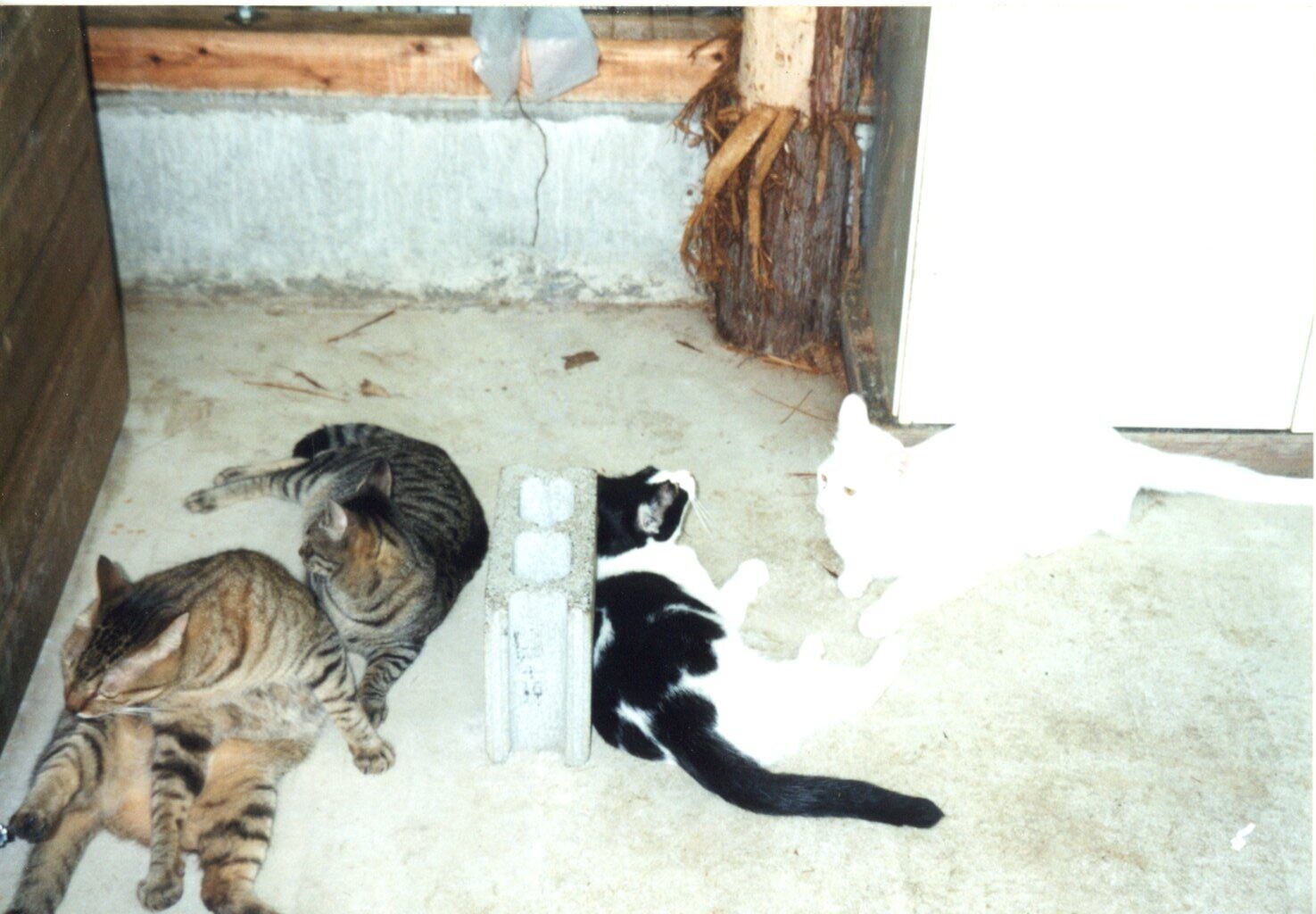 白・キジトラ・白黒