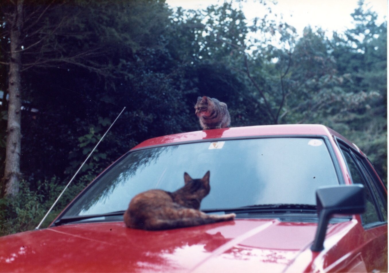 三毛とキジトラ