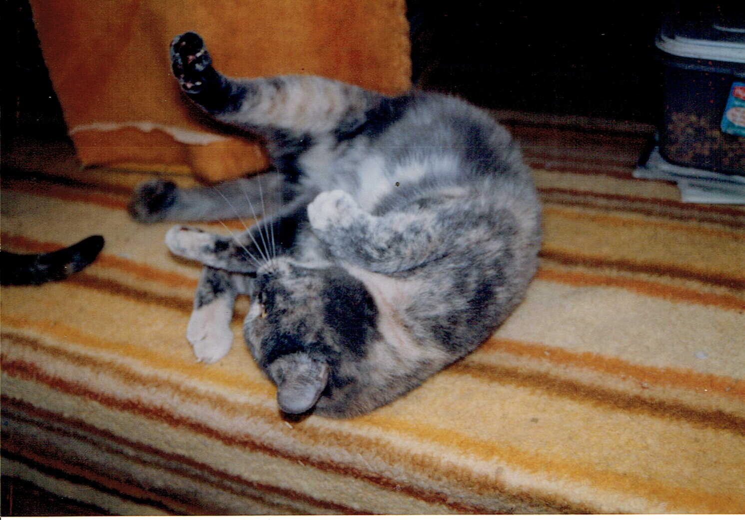 ふわふわ毛のサビ