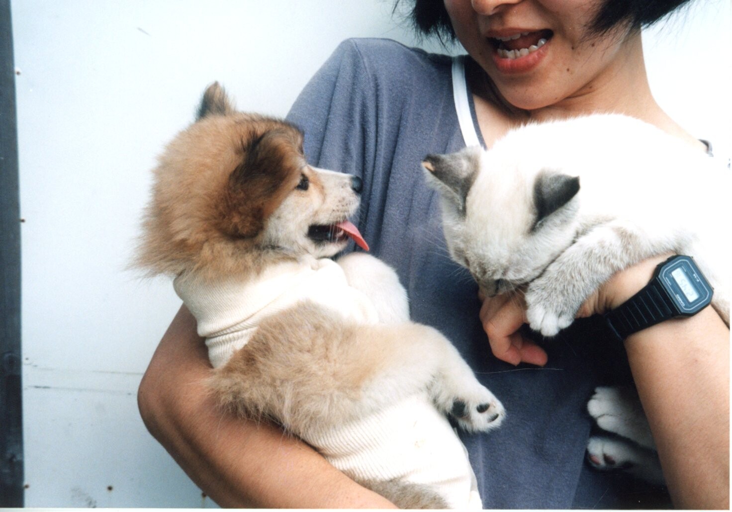 シャム猫と子犬