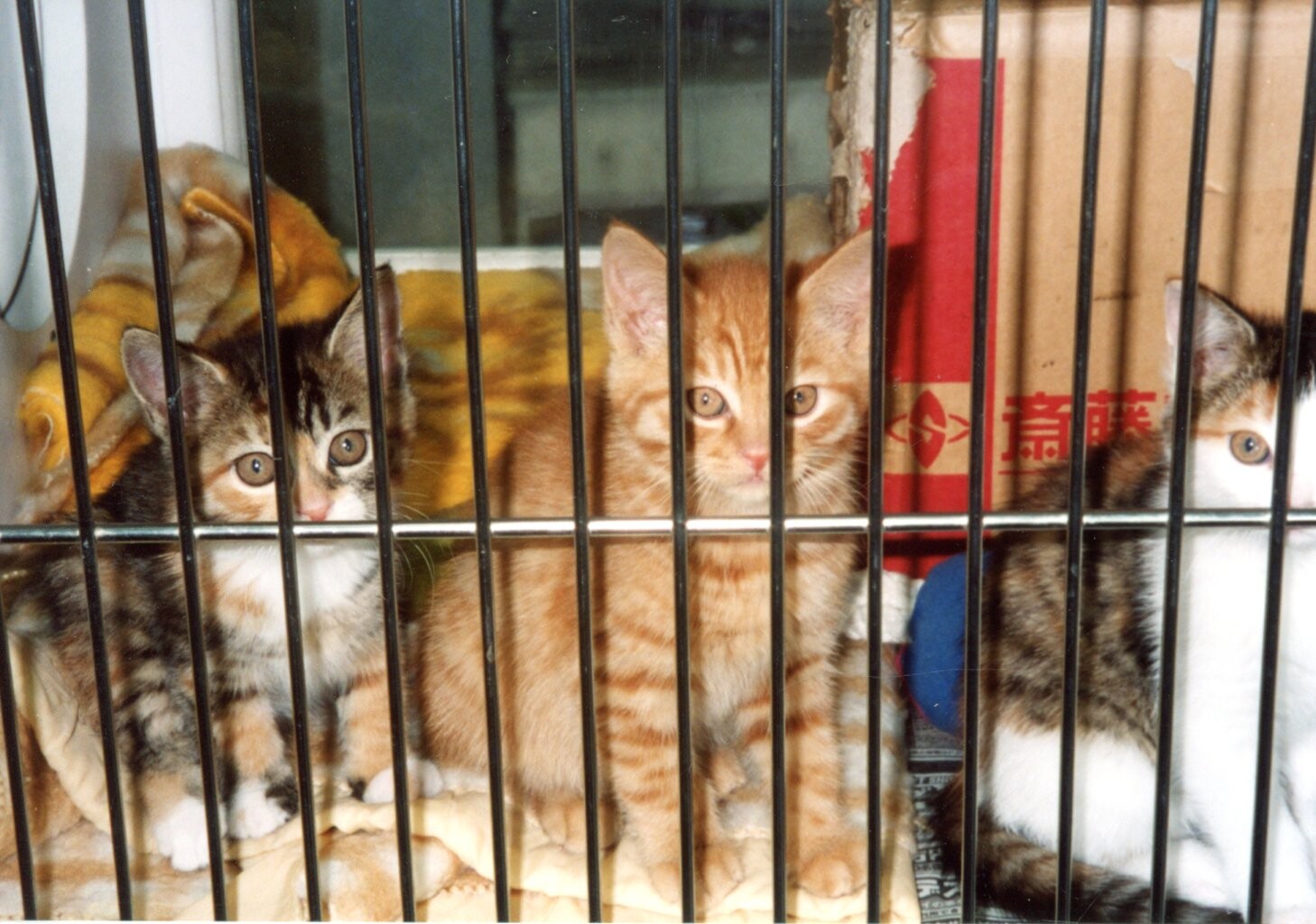 茶トラ・三毛・白茶トラ