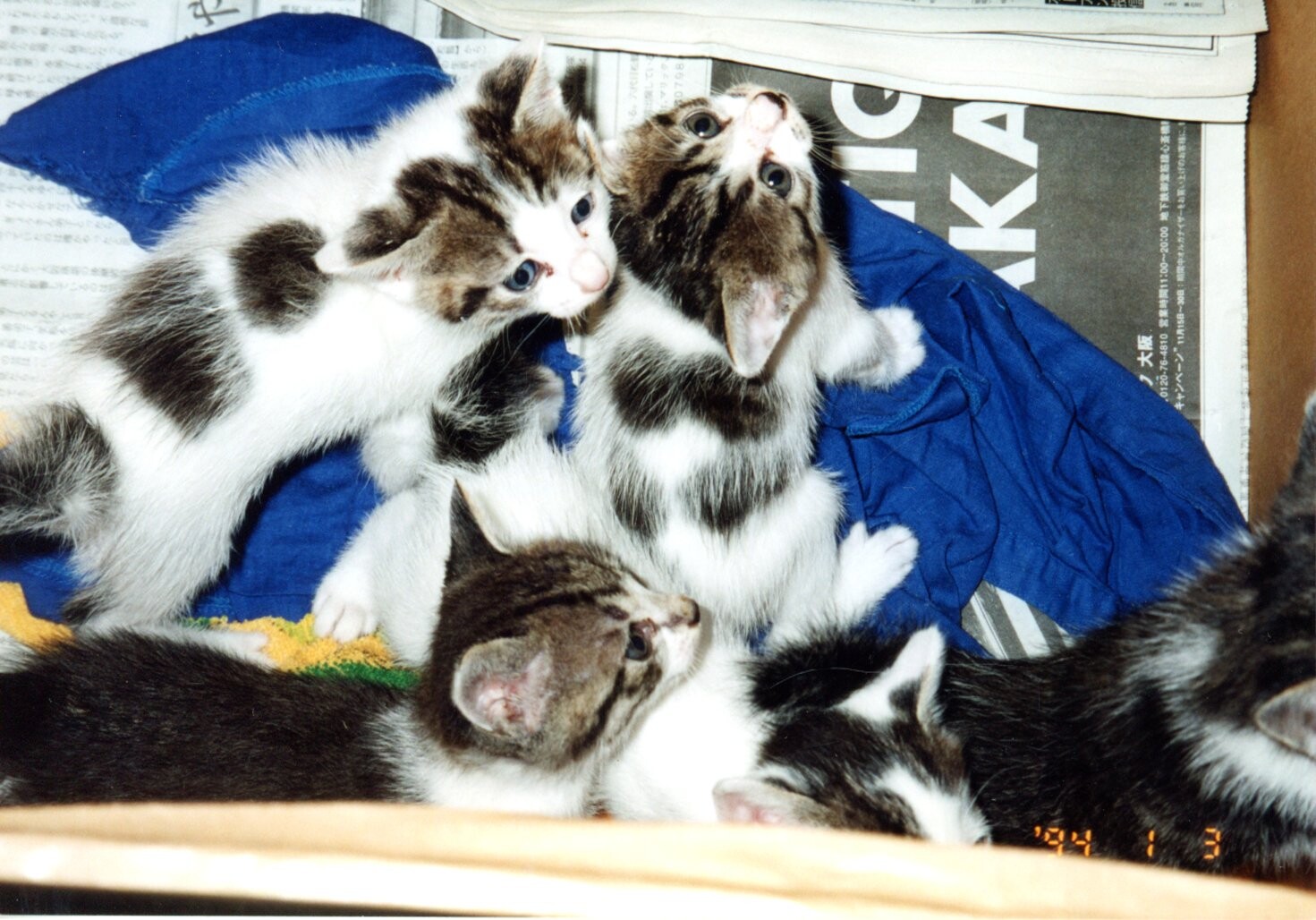 ふわふわ毛の白キジトラ