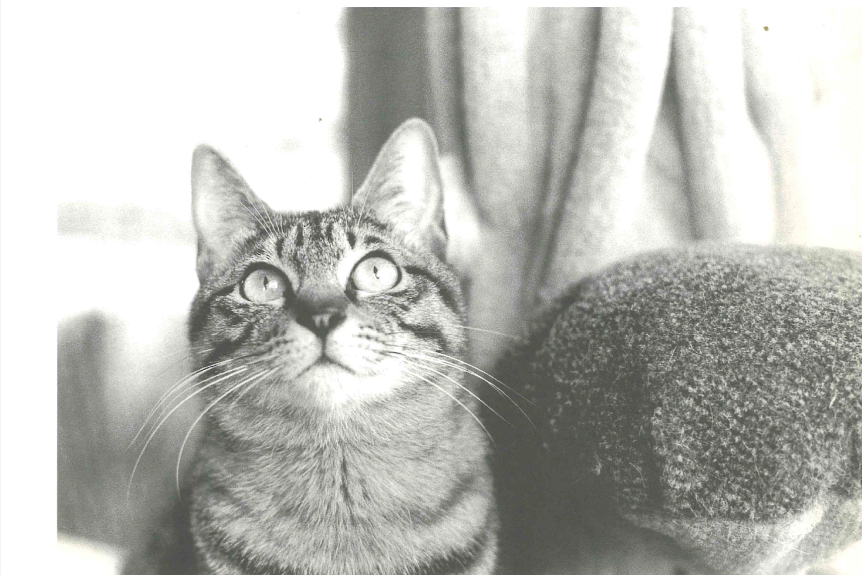 アークの猫絵はがき