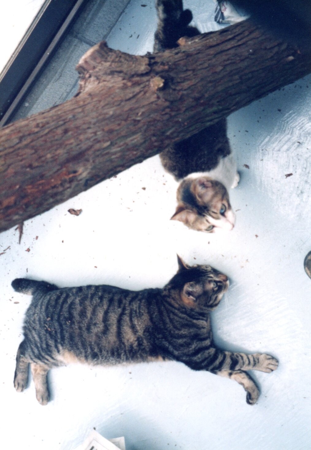 新猫舎の猫たち_1997年春