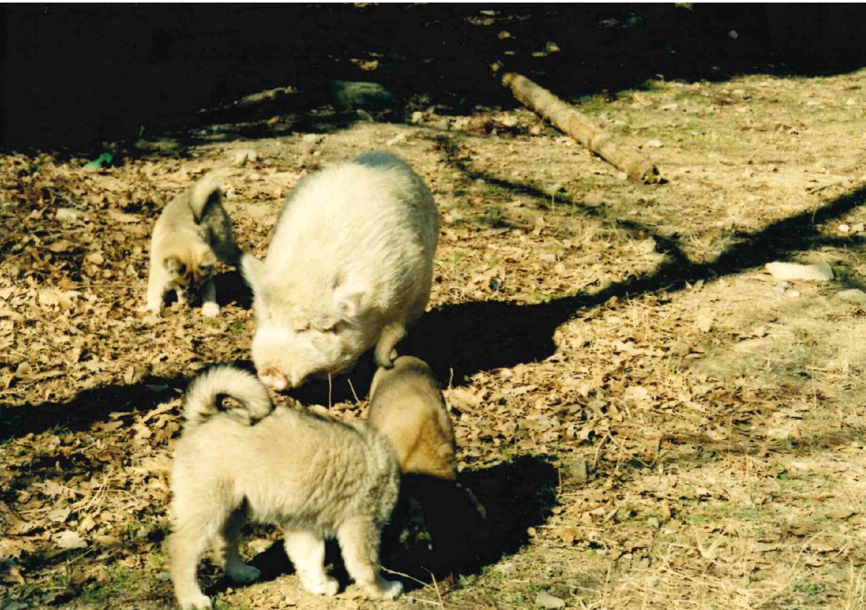 豚のウィルバー