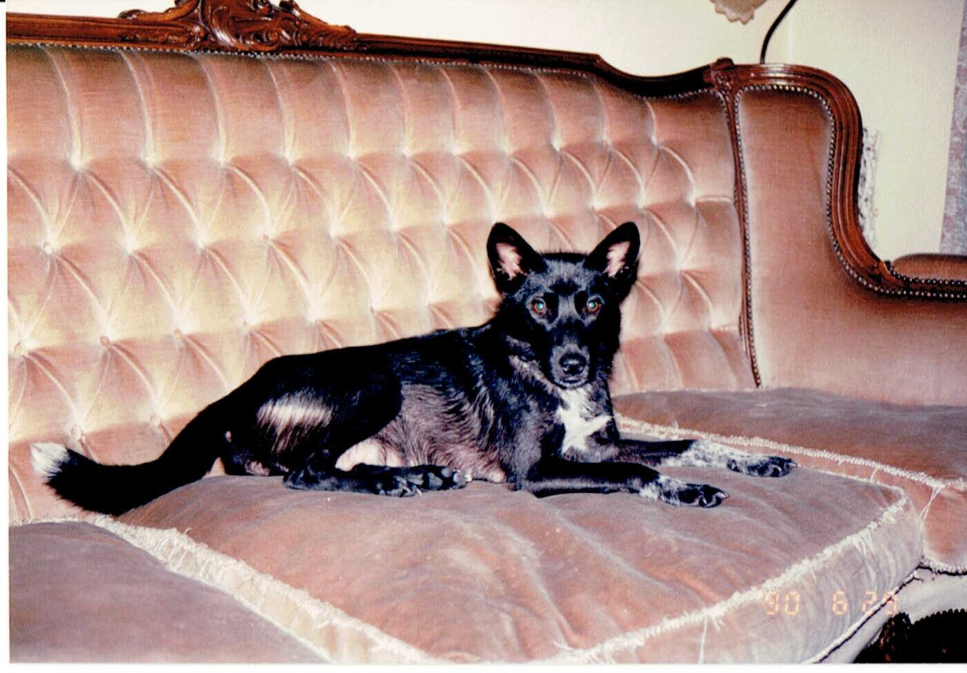 豊島家の犬たち