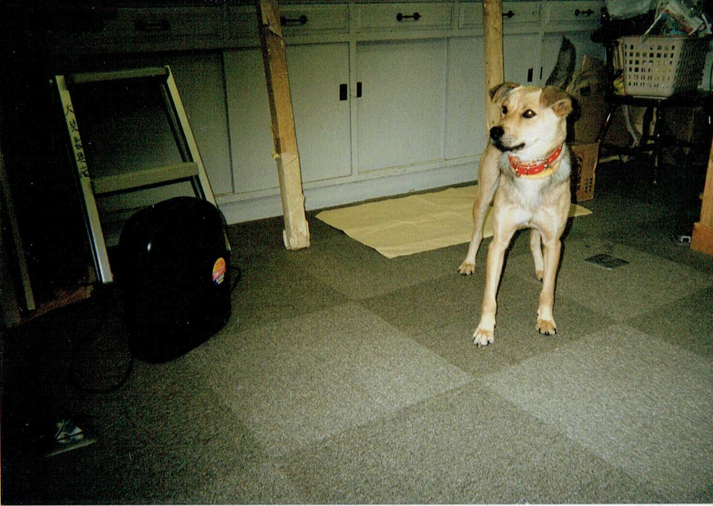 ラッキー（茶色と黒色の雑種）