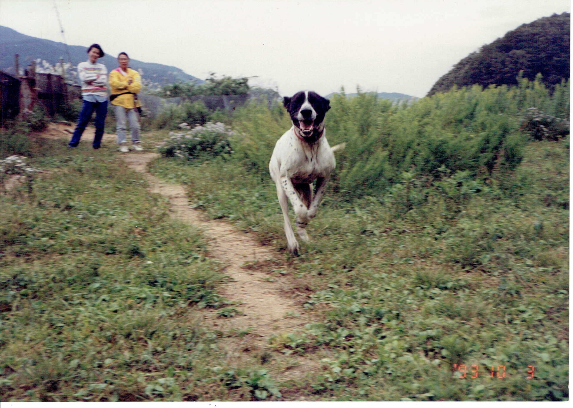 ラッキー（ポインター）