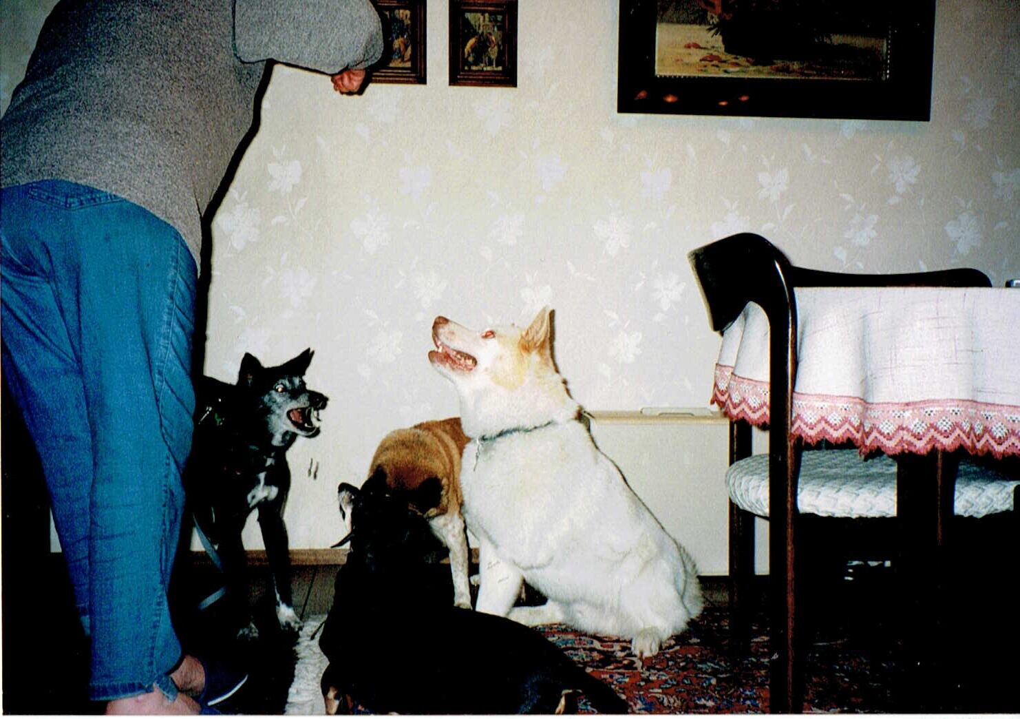 トロイカとケルプ