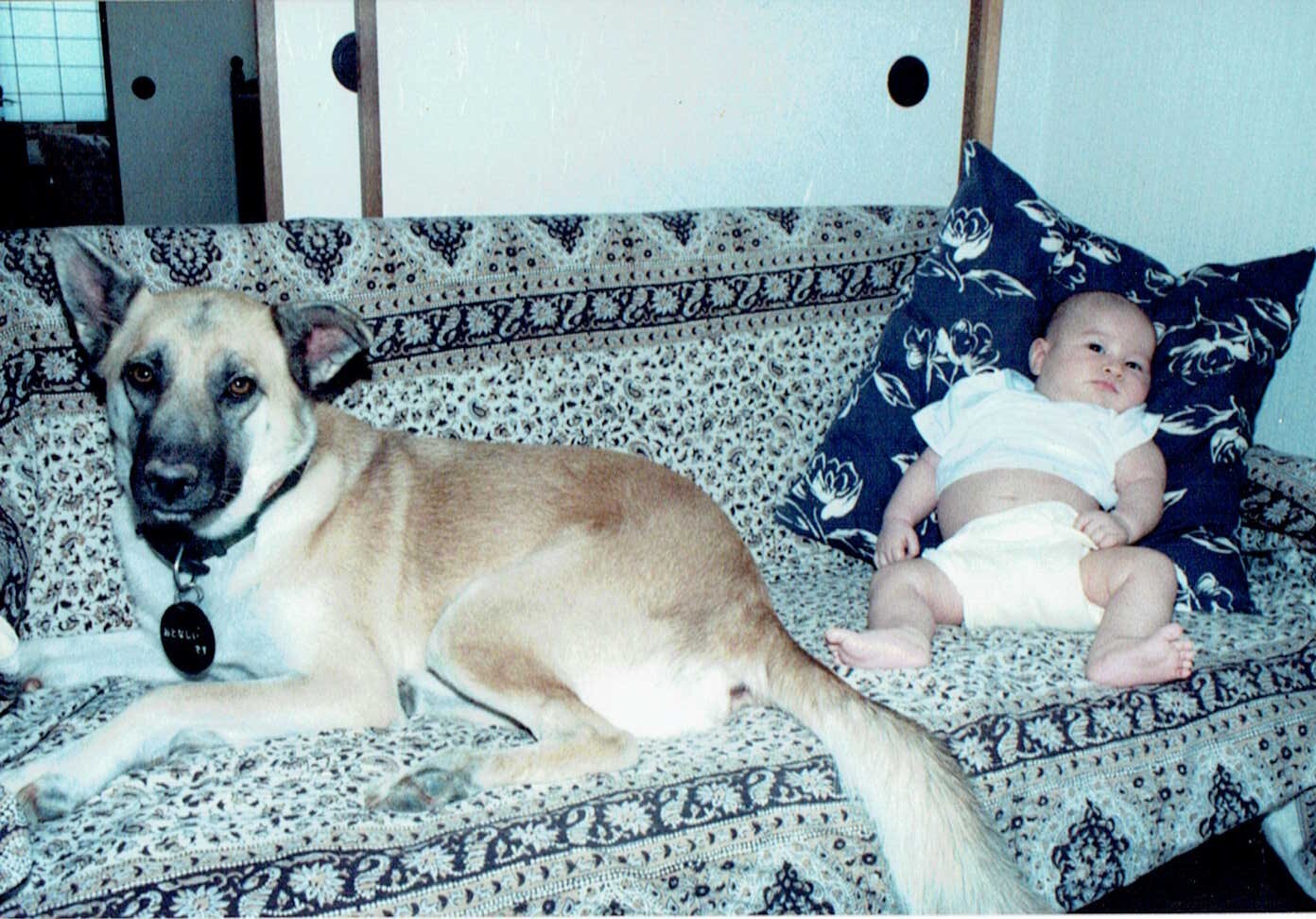 茶色の雑種と赤ちゃん