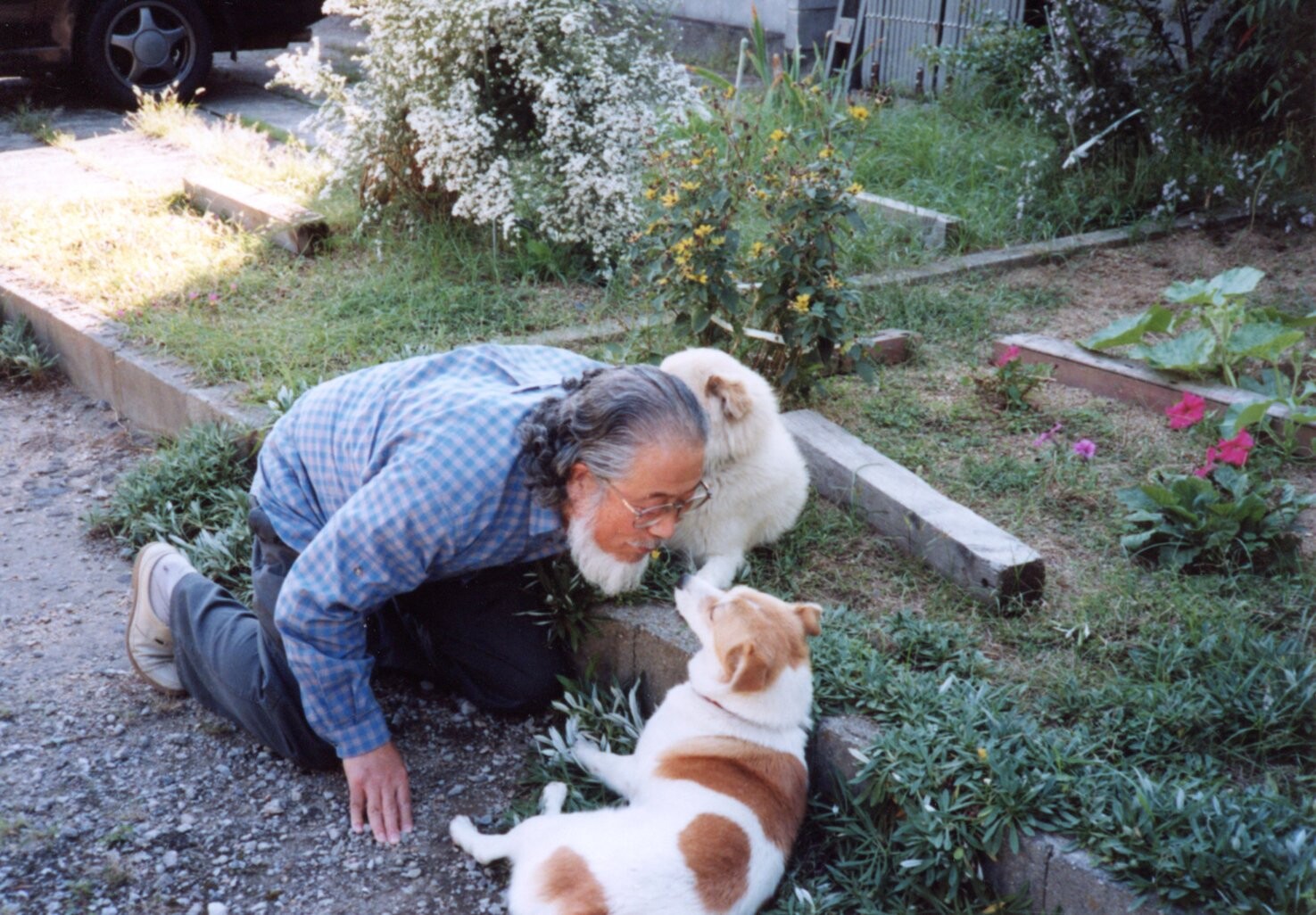 白と茶色の雑種と白い雑種