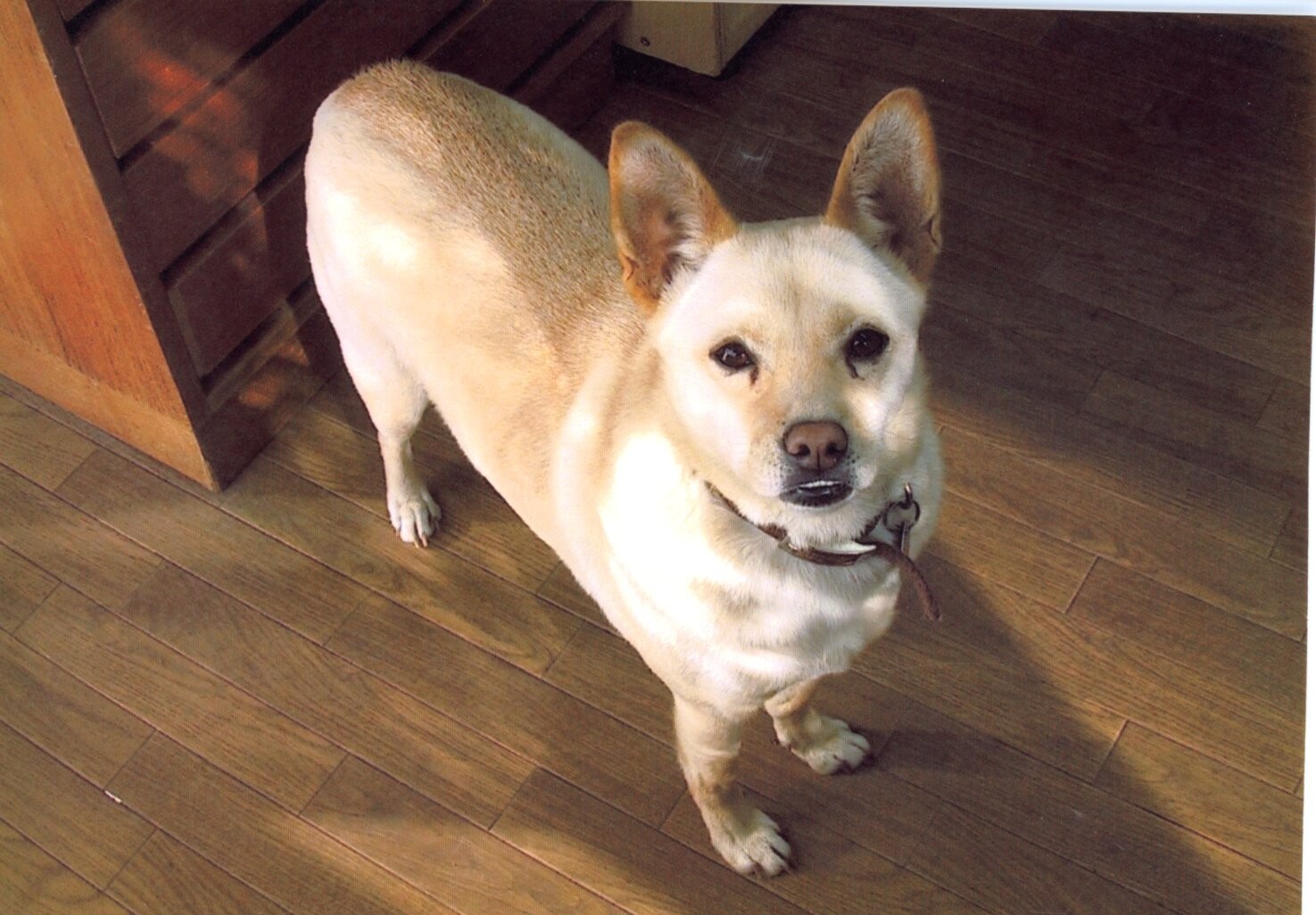 耳の大きなベージュ色の雑種