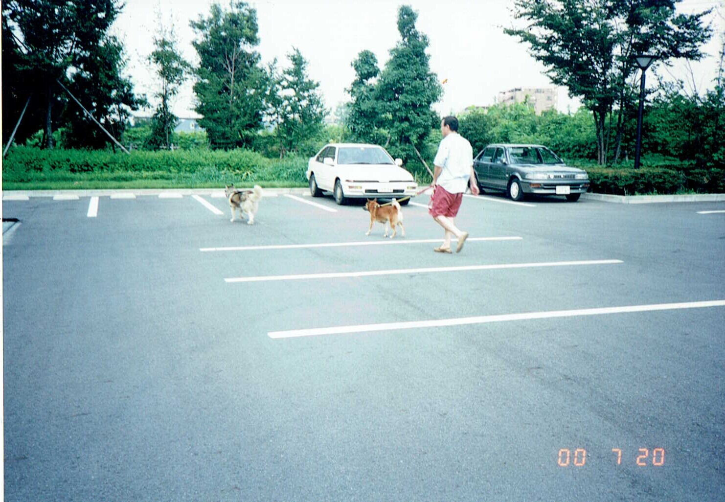 ハスキー犬と茶色の雑種