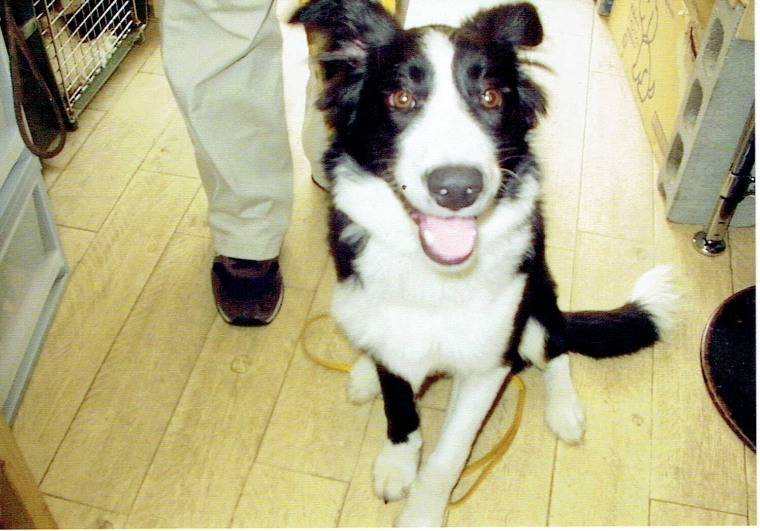 ボーダーコリー