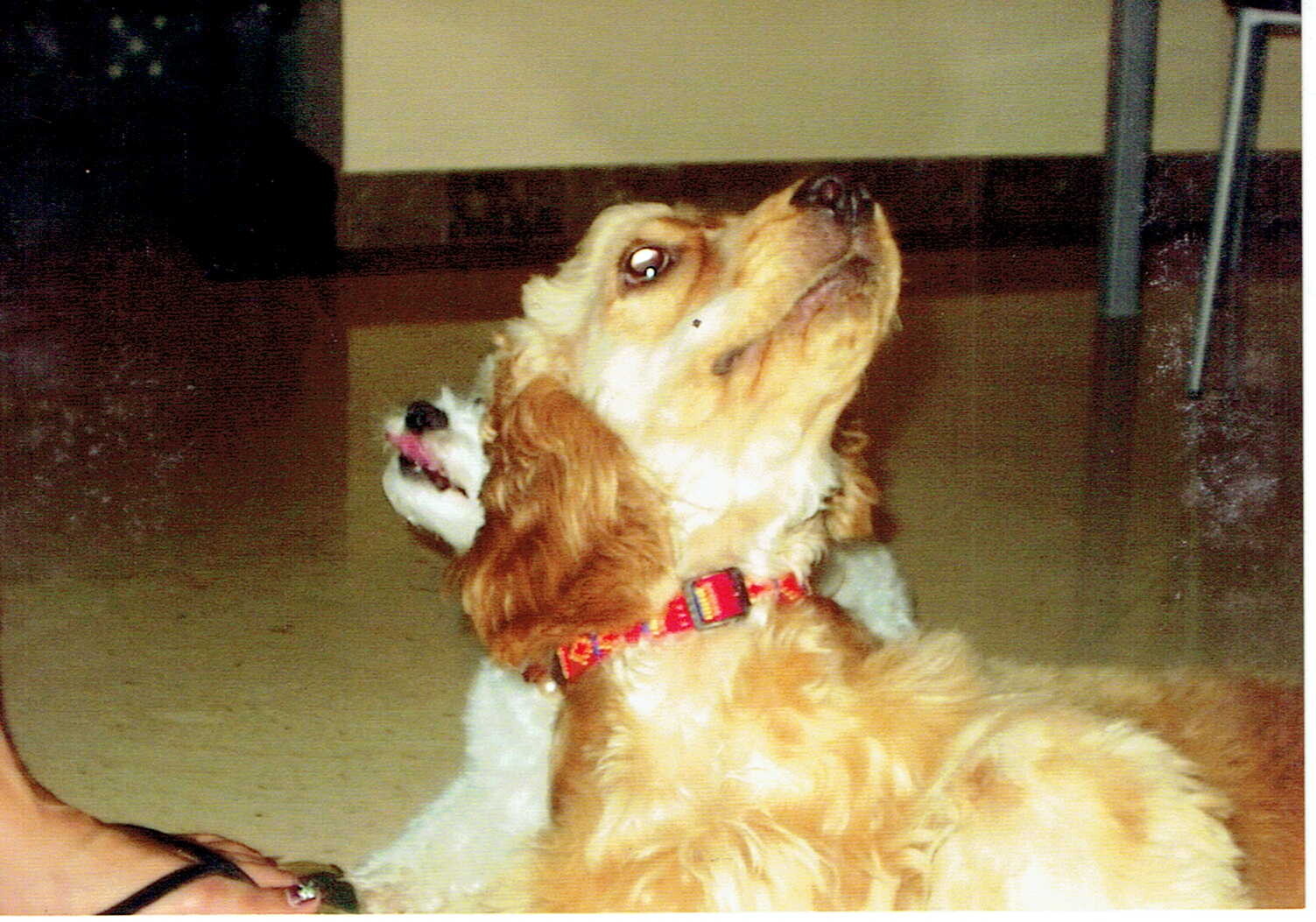 茶色のスパニエル