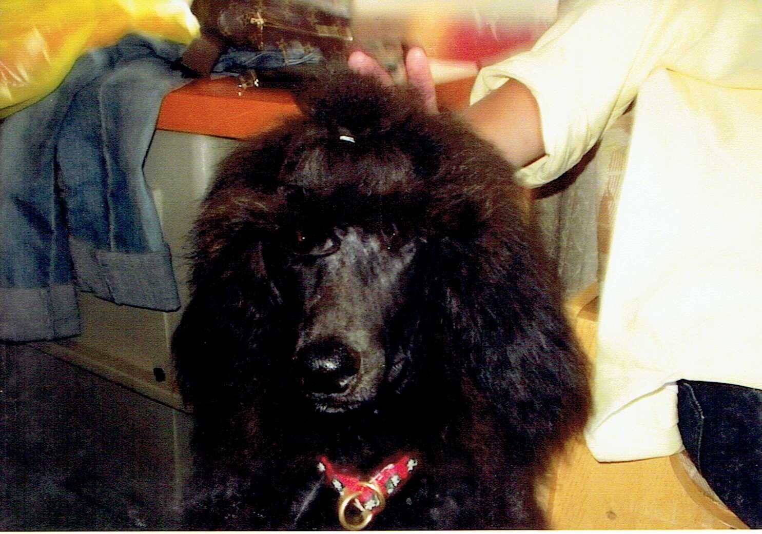 黒いプードル