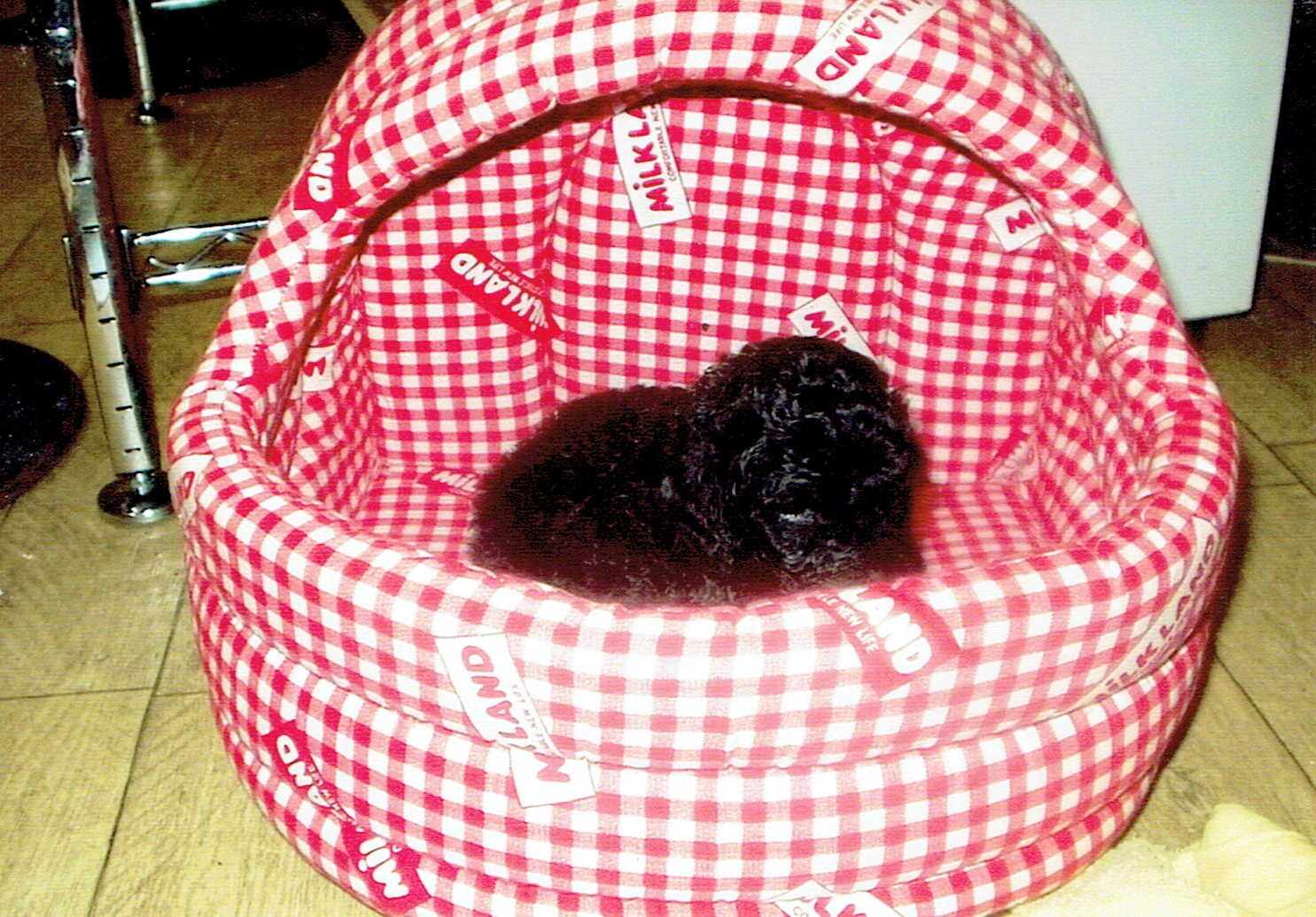 黒いプードルの子犬