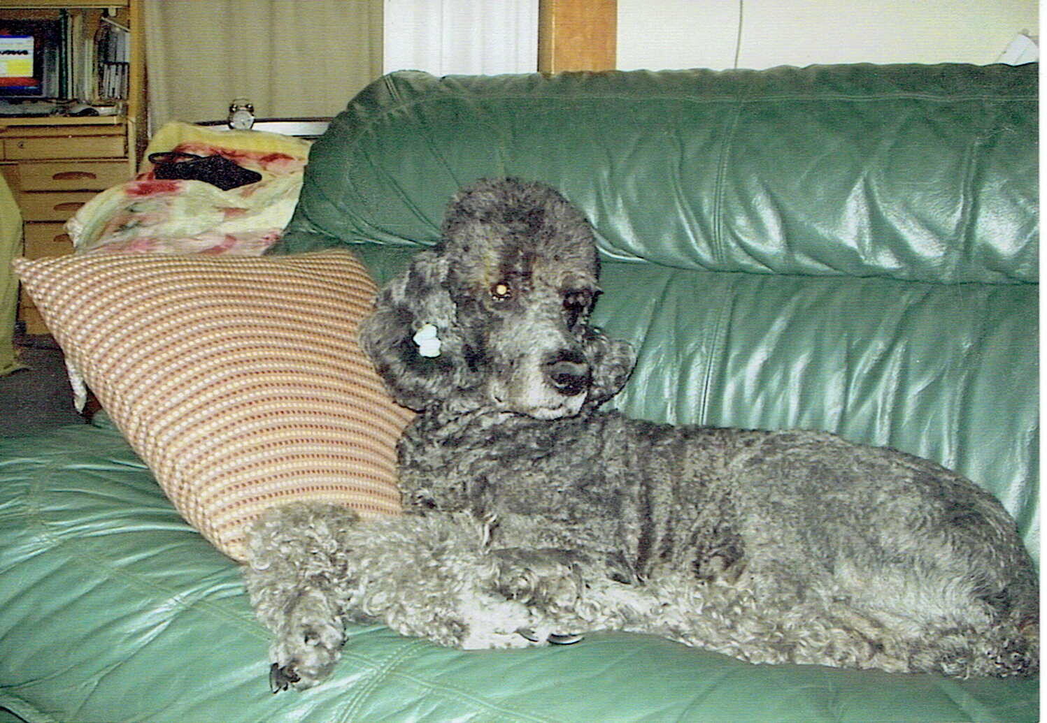 グレイのプードル