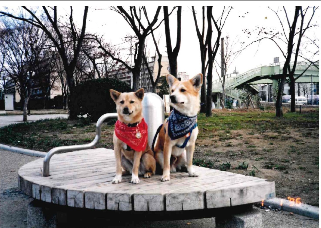 犬（写真1枚のみ）