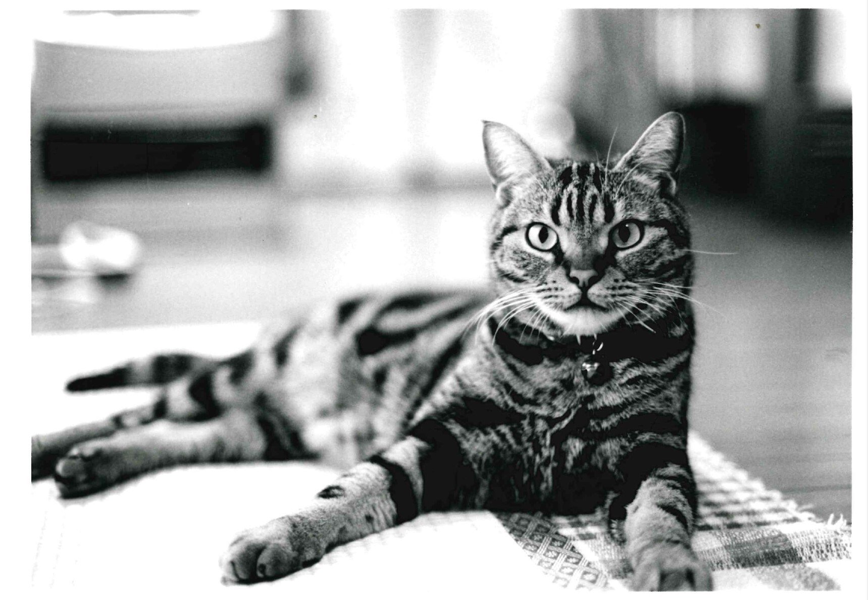 猫2_アメリカンショートヘア—