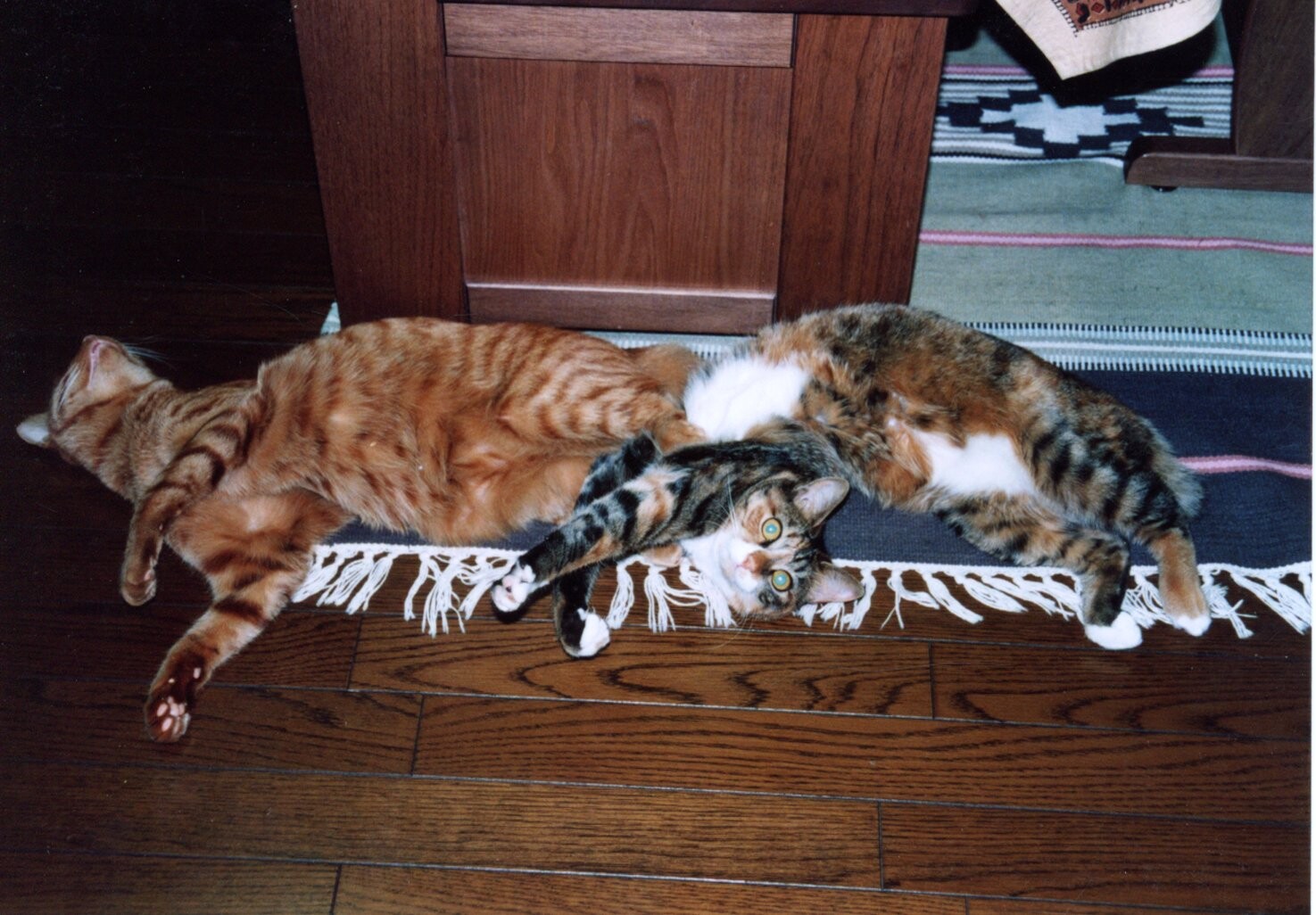 猫（写真1枚のみ）