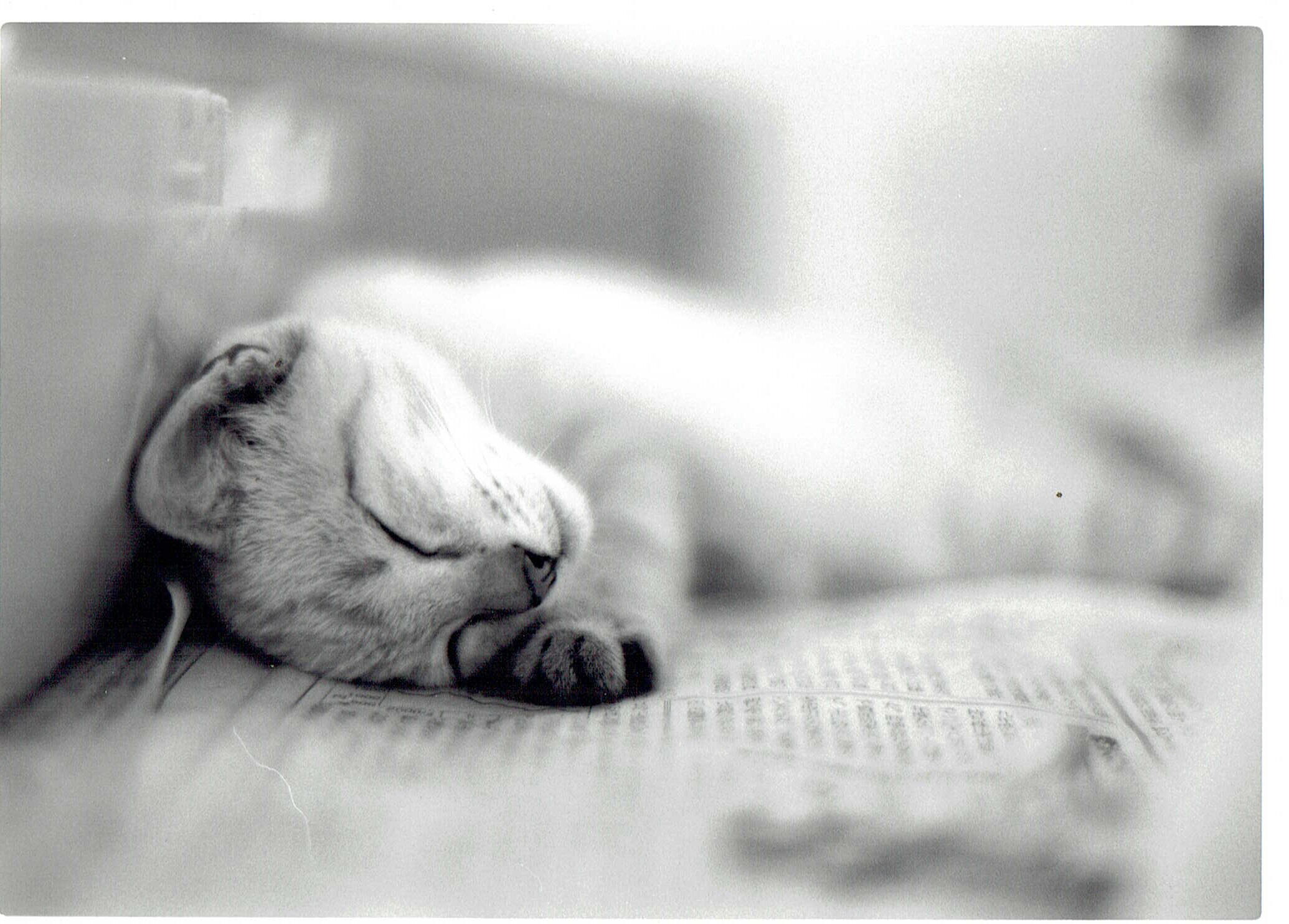 プロが撮った写真