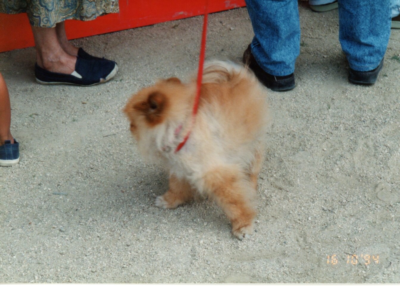 大阪でのドッグショー_1994年10月